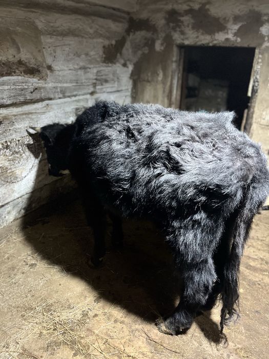 Буаз кашар сатылады