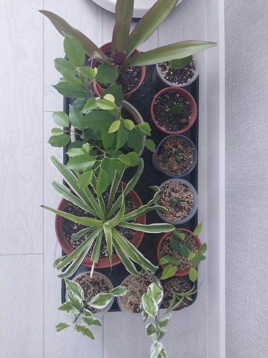 Продам  комнатные цветы