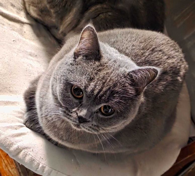 Pisica British Shorthair Blue