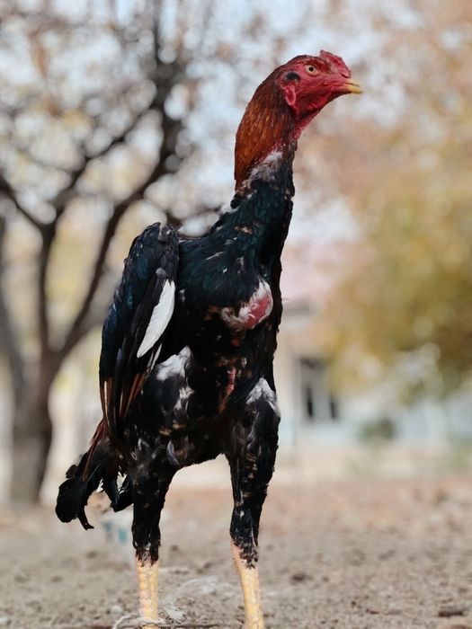 Дакан хороз сотилади