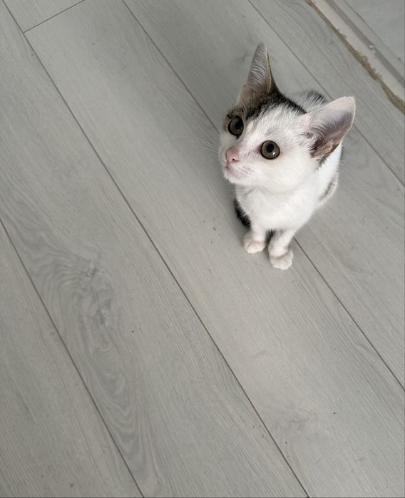 Котенок мальчик 3 месяца