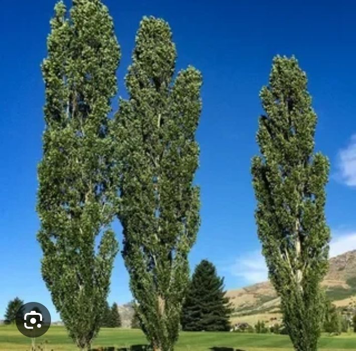 Дерево(тополь) терек ағашы