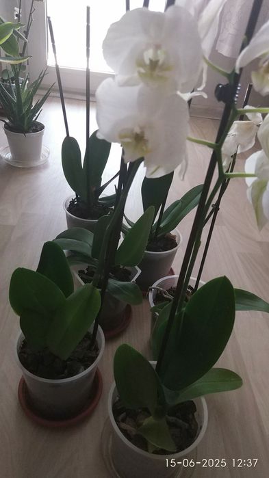 орхидеи и  алое в саксия