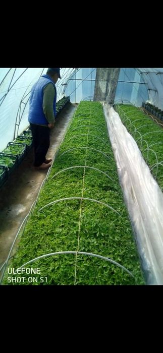 Разсад домати,краставички,тиквички,пипер,дини,пъпеши и др.