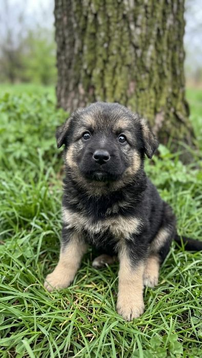 Щенок ищет дом и заботливых хозяев!