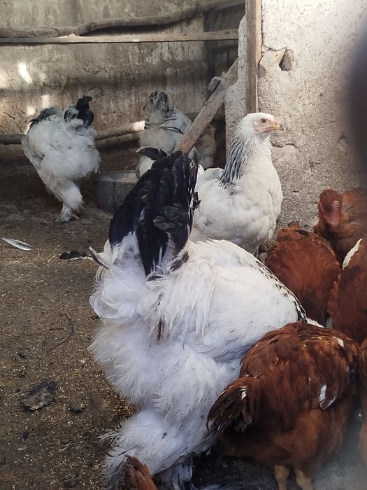 Продам или обменяю