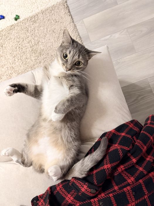 Кошечка в добрые руки