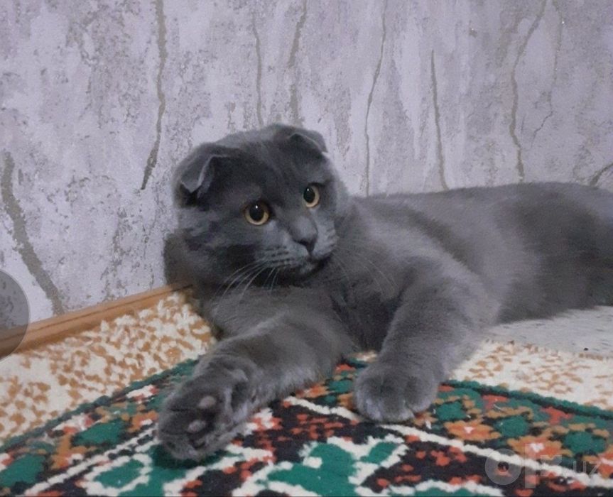 Кошка кот пародосты