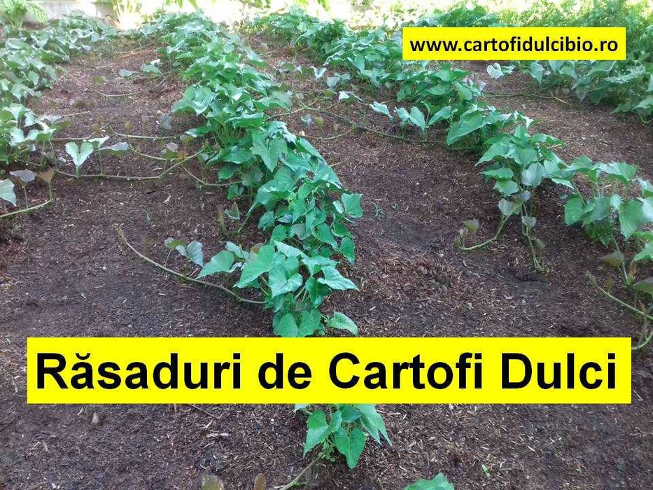 Semințe, răsad, răsaduri, sămânța, lăstari, butași de Cartofi Dulci !