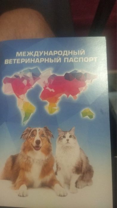 Продам Мопс 2 года