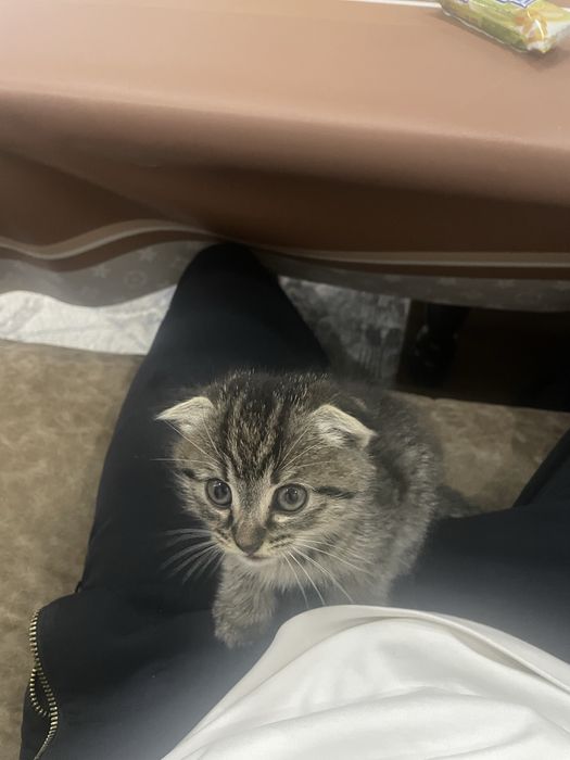 кошка шиншила. mushuk