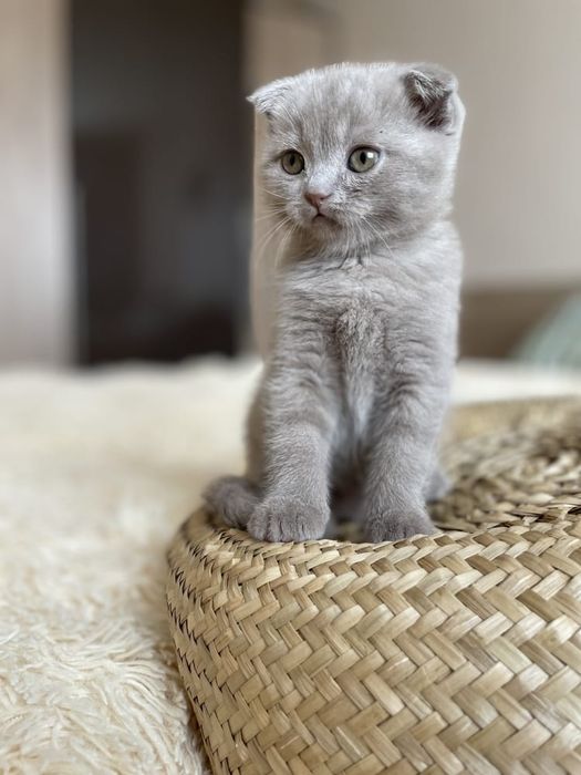 Вислоухие Шотландские котята