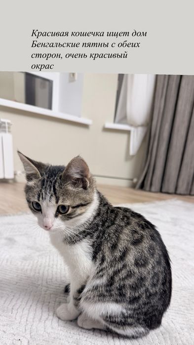 Отдам котенка в добрые руки