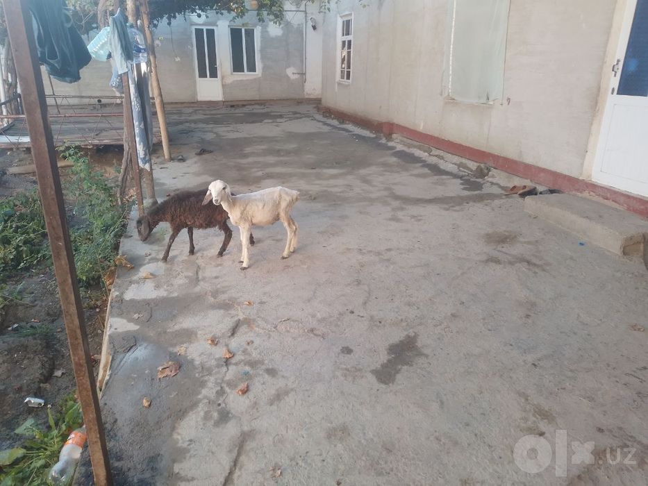 Bir qazoqi bir durraga barra