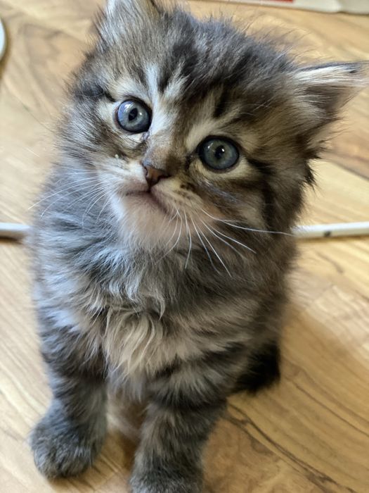 Продаются котята