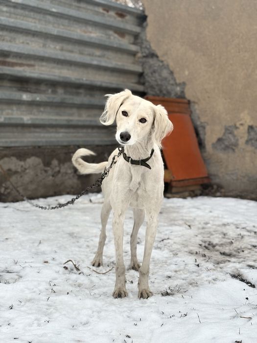 Тазы для охоты!’