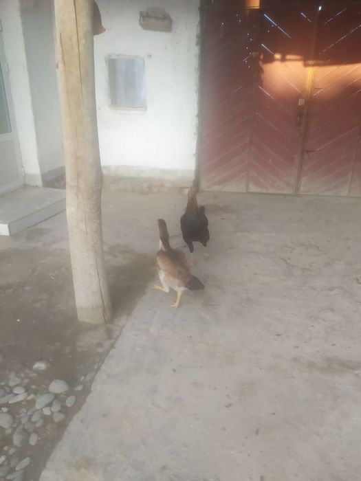 Kulangu xòroz zotli