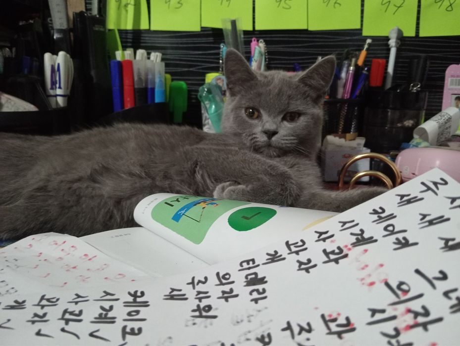 Продам британского котёнка, мальчик 6 месяцев