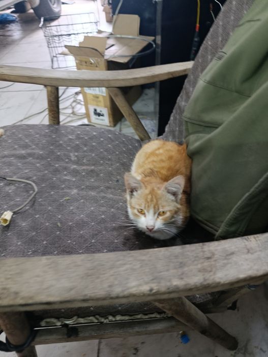 Отдам хороший руки бесплатно