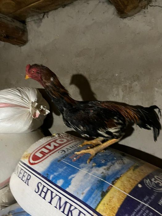 Бойтсовые даканы петушок