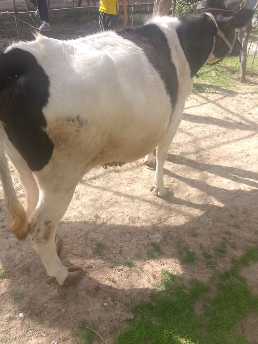 Sigir sotiladi boʻgʻoz