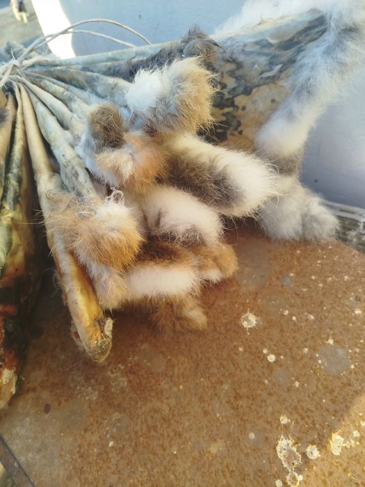 Шкуры кролика  продам