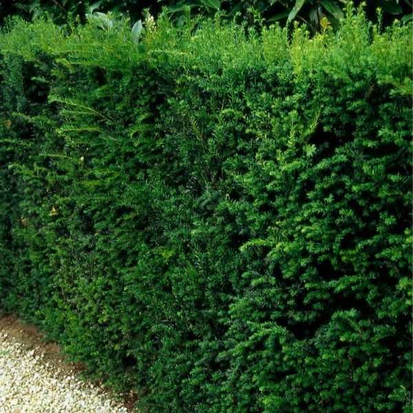 Tisa Hicksii (Taxus media Hicksii)