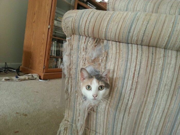Отдам кота ради бога