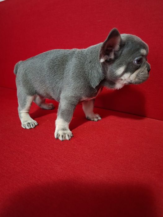 Bulldog francez mascul