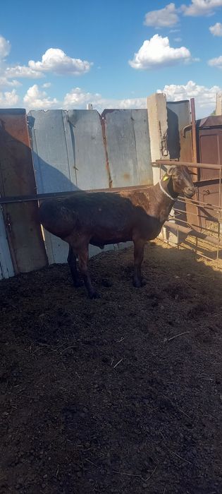 Продам  барана. Кошкар 2 год