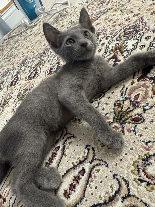 Котенок в добрые руки