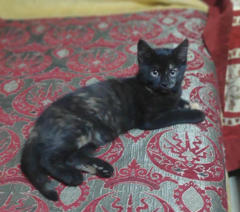 Продам котят прямоухие