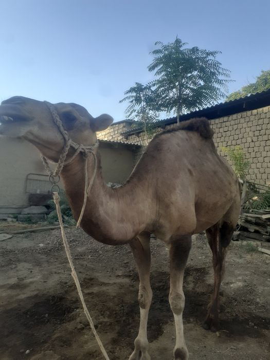 Туя сотилади! 1 та туккан