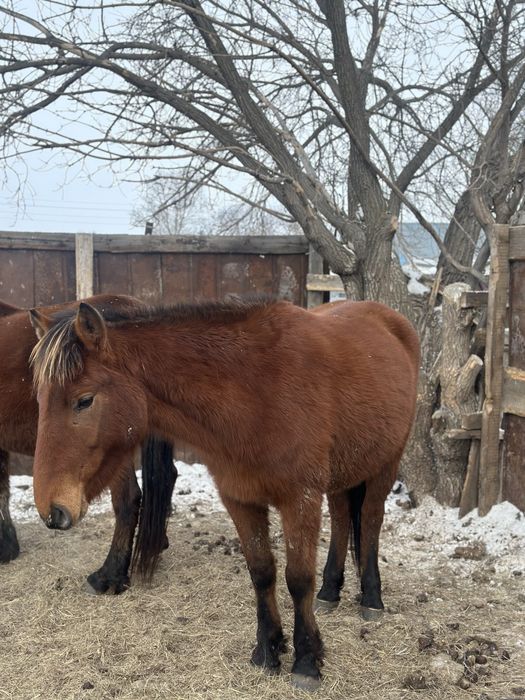 Откормдағы жас биелер сатылады