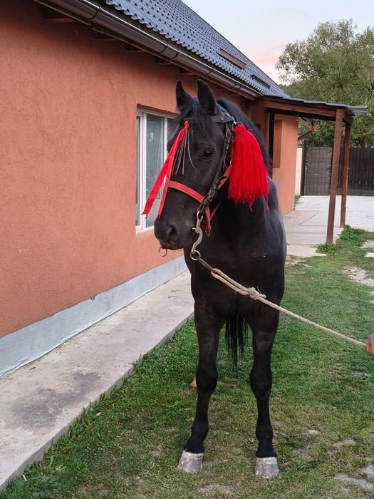 Mânz castrat de vanzare
