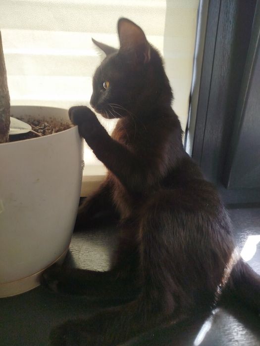 Котята смесь с британским