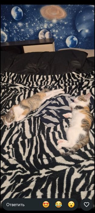 Отдам котят чистые