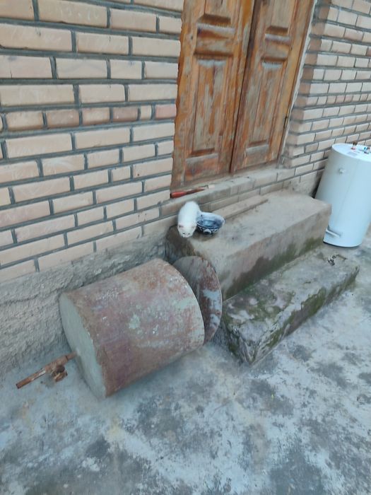 Кошки разного цвета белые серые бурые бесплатно кому нужно звоните