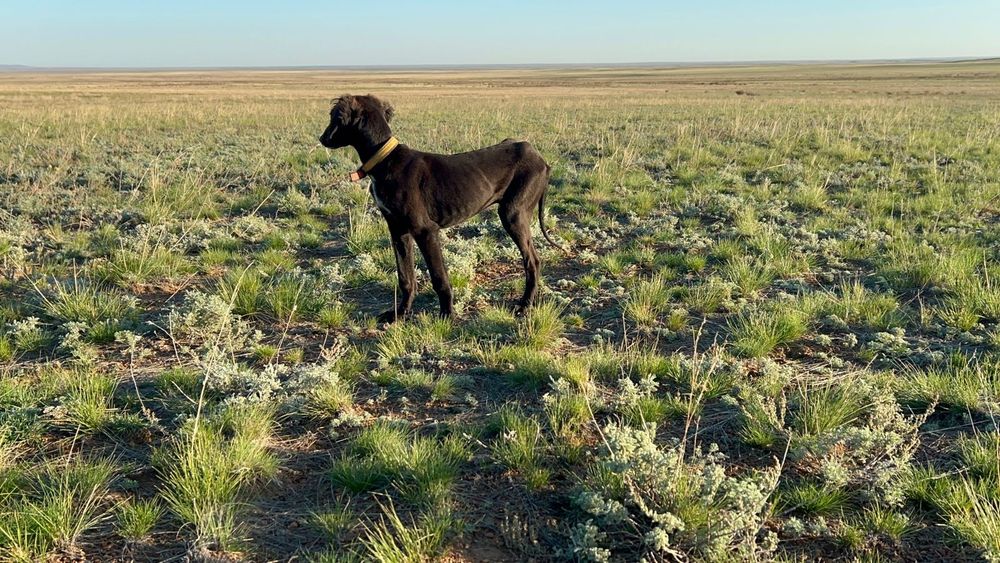 Арлан тазы күшік сатылпды