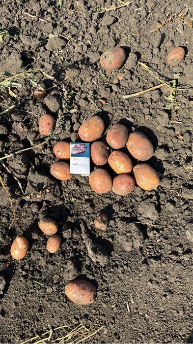 Продам не поливной картофель