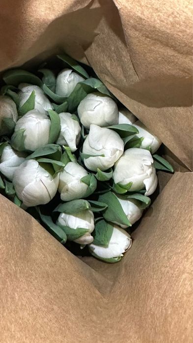 Тюльпан Оптом Астана