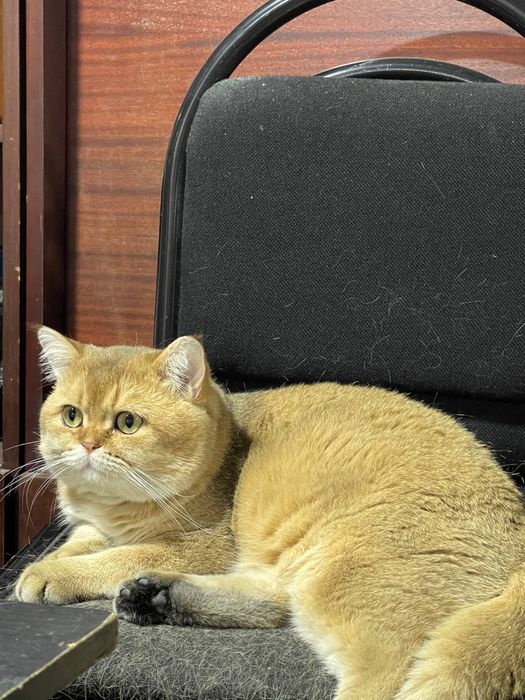 Сезонные скидки! Золотая шиншила на вязку!