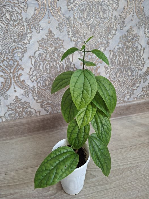 Продам комнатные цветы