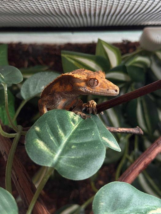 Crested Gecko/ Gecko Crestat