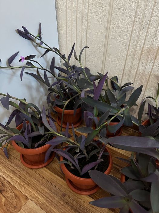 Традесканция бледная 'Purpurea'