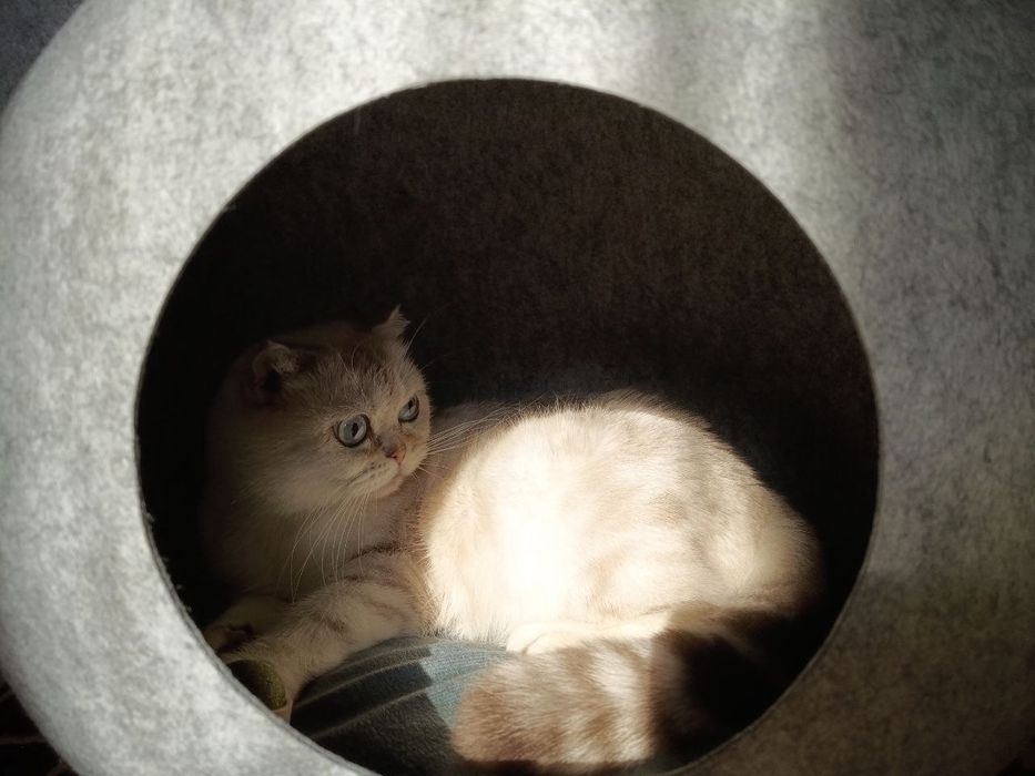 Mushuk scotish fold blue point
