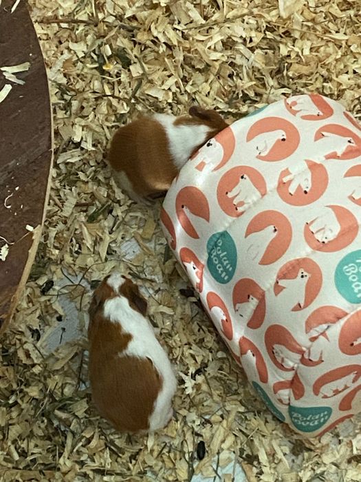 Морски свинчета - новородени