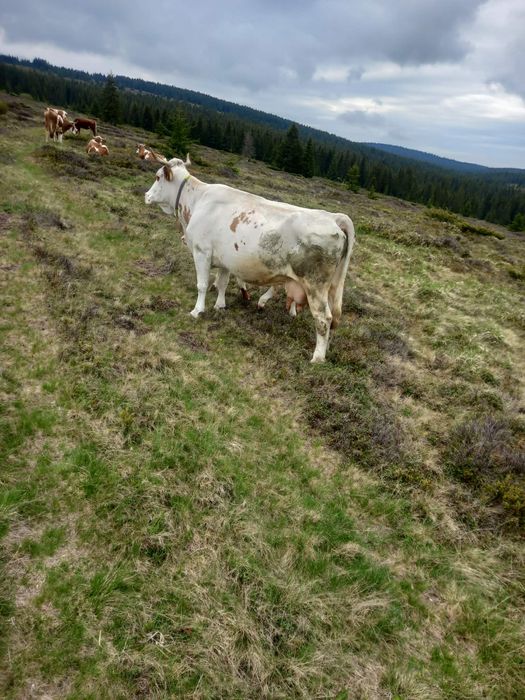 Vaca de vanzare