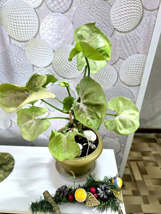 Сингониум серый призрак