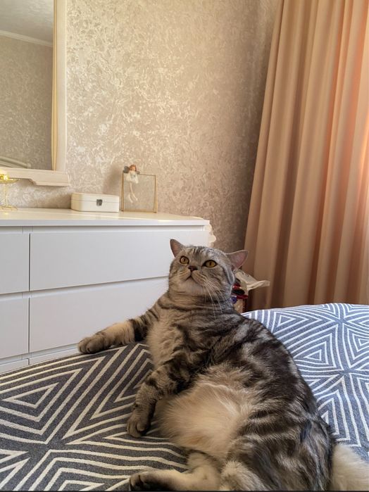 Отдам любимого кота в добрые руки